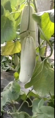 ɽݷ̱۹